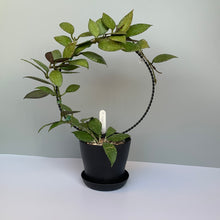 Load image into Gallery viewer, Circle Plant Trellis
